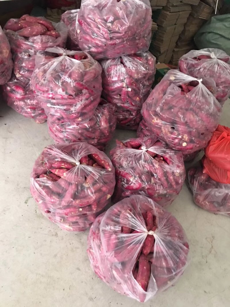 越南板栗红薯
