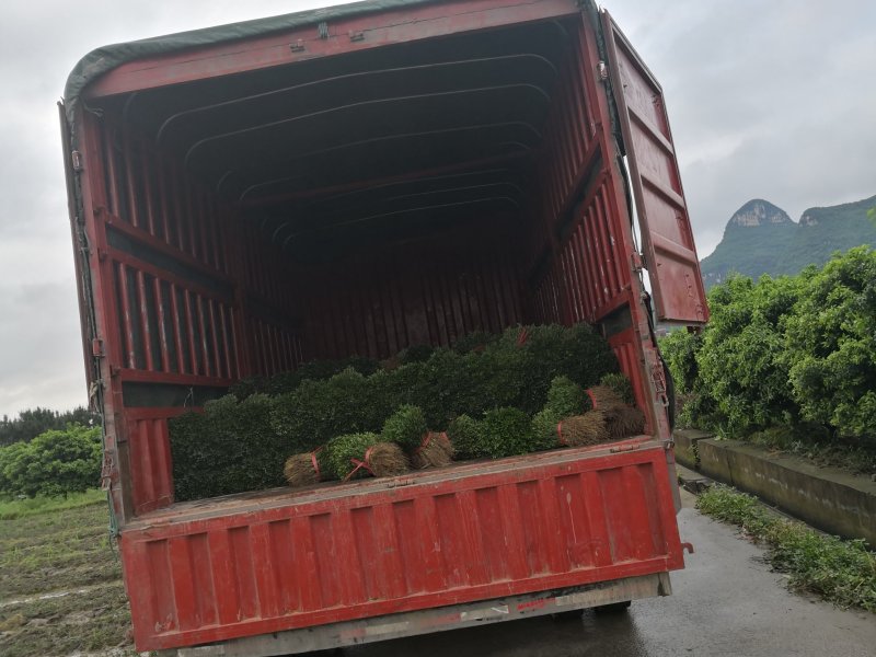 长期大量供应优质自育枳壳牙苗，枳壳大苗，枳壳种子等等