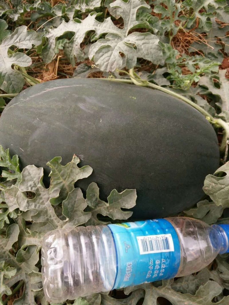 云南高原精品黑巨人西瓜个头大量大产地直供