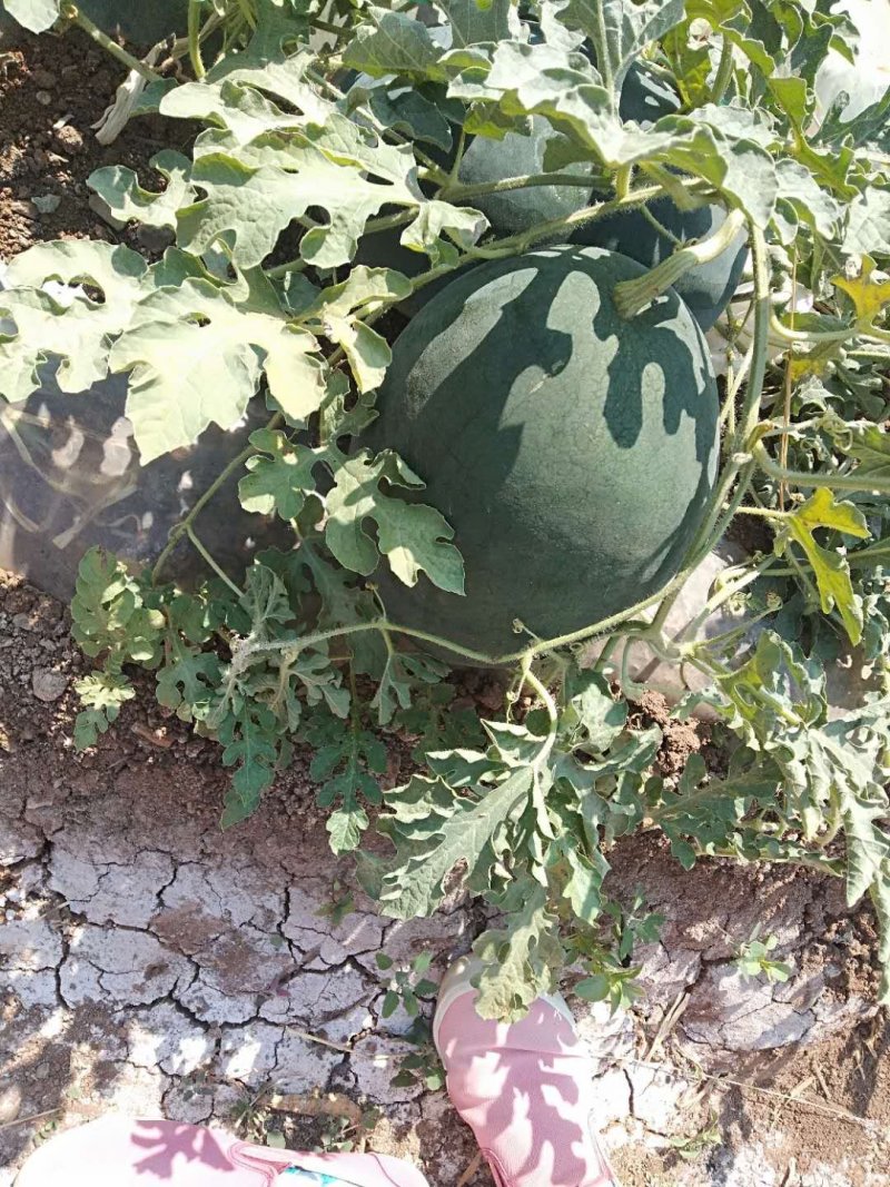 云南高原精品黑巨人西瓜个头大量大产地直供