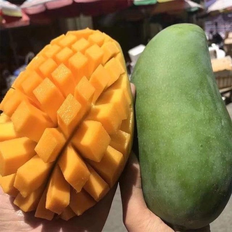 越南大青芒