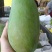 越南大青芒