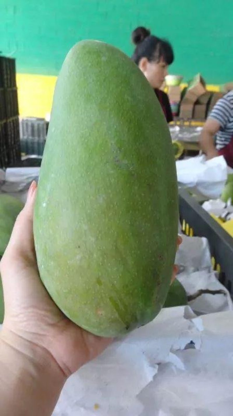 越南大青芒