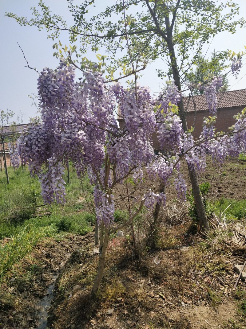 紫藤爬藤植物，多做庭院或园林棚架，规格齐全