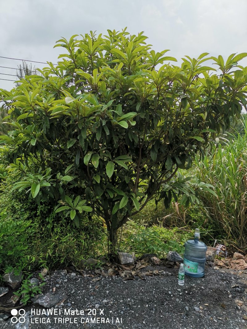 枇杷树