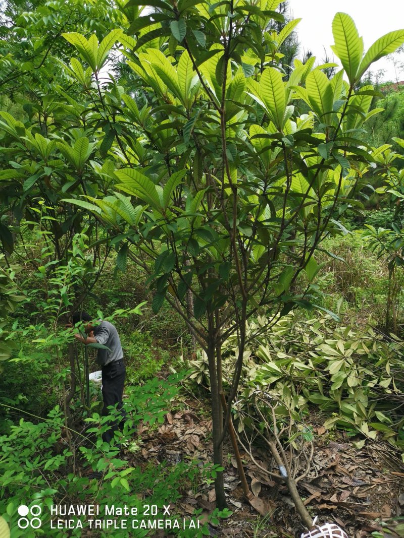 枇杷树