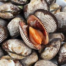 鲜活毛蛤蜊毛蚶毛哈鲜活蛤蜊水产贝类