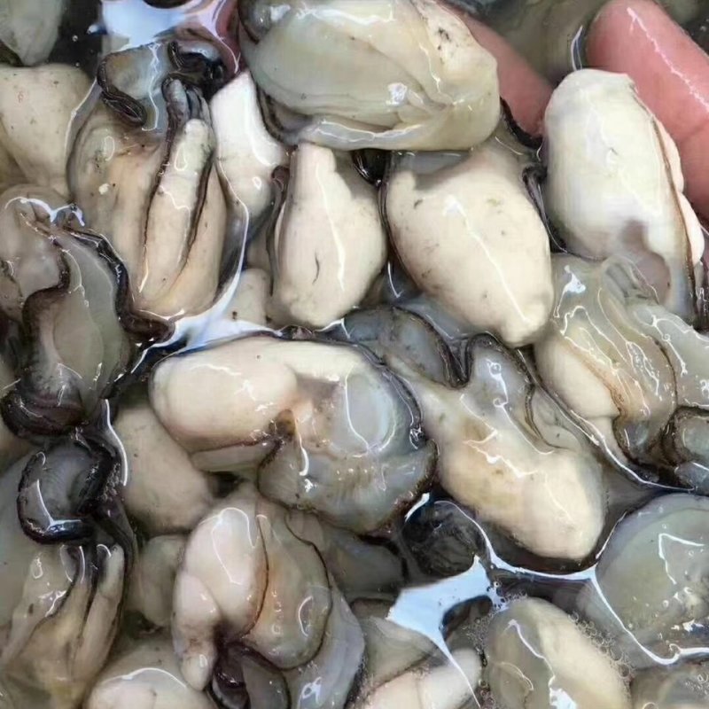 特价鲜活生蚝新鲜牡蛎肉真空盒装发货