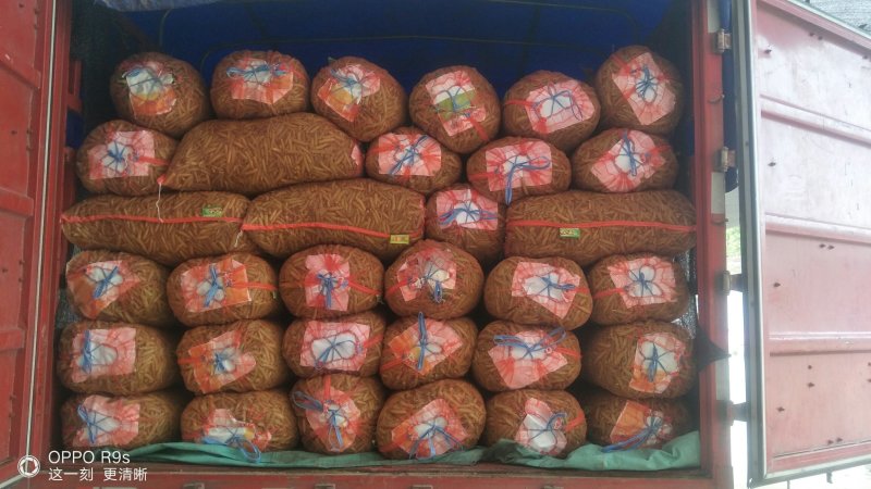 中豌9号颜色绿颗粒饱满！本基地有上万亩豌豆！欢迎老板下单