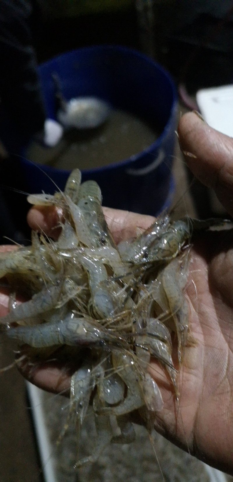 新鲜冰鲜河虾，3到5公分