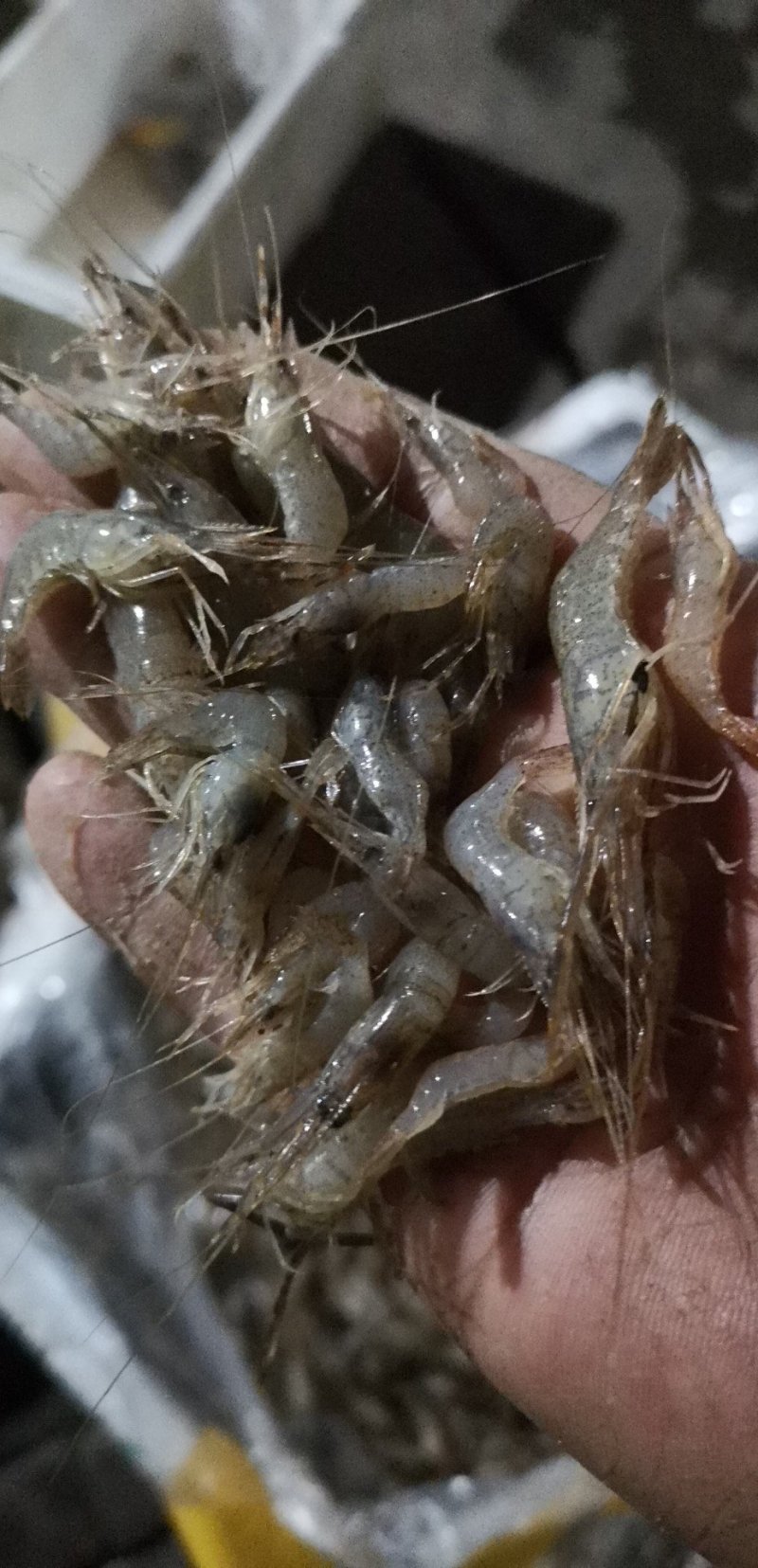 新鲜冰鲜河虾，3到5公分