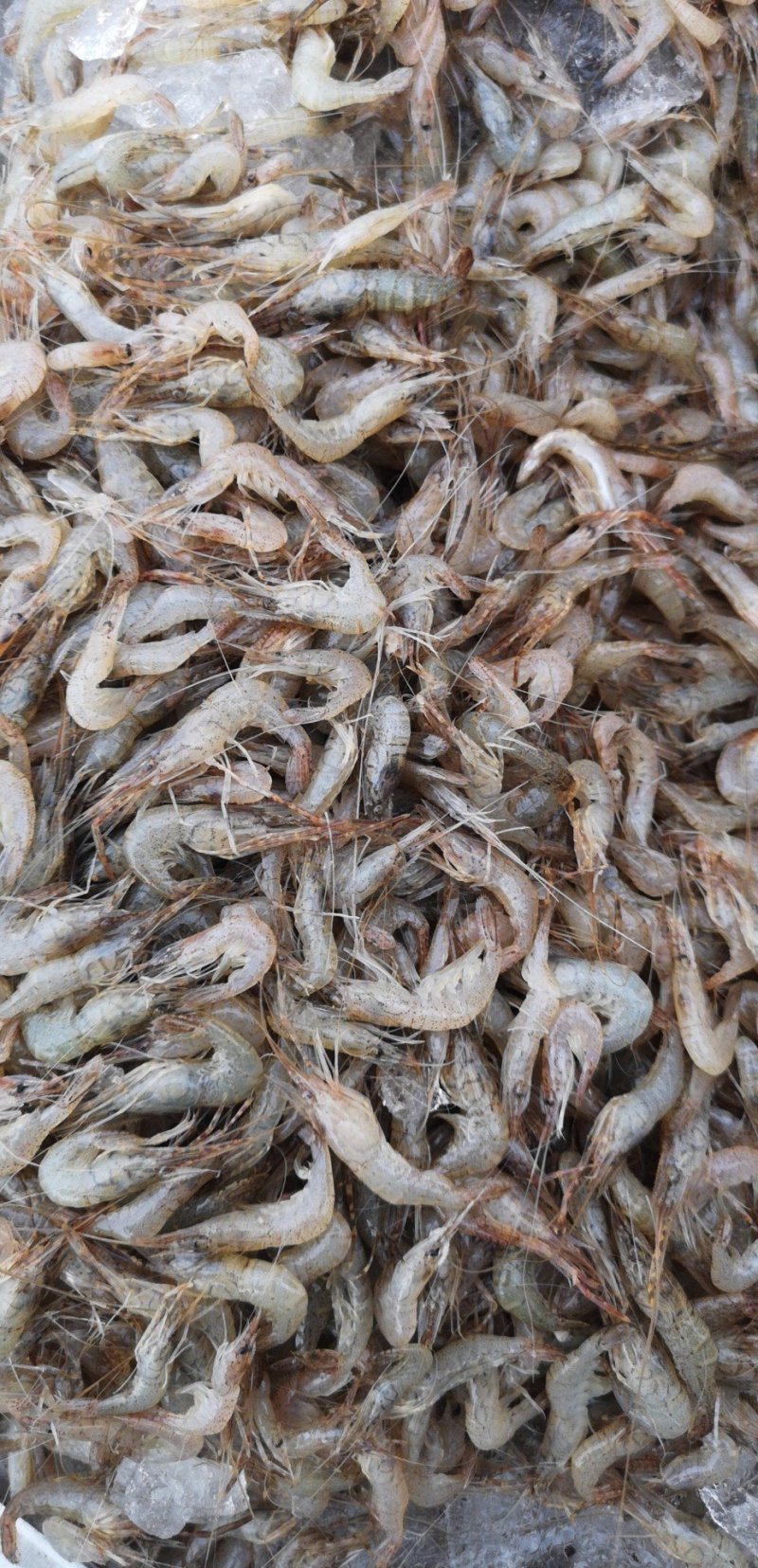 新鲜冰鲜河虾，3到5公分
