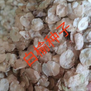 白榆种子，榆树种子，榆树籽，榆树钱