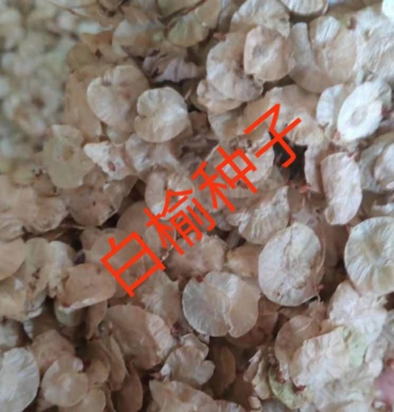 白榆种子，榆树种子，榆树籽，榆树钱