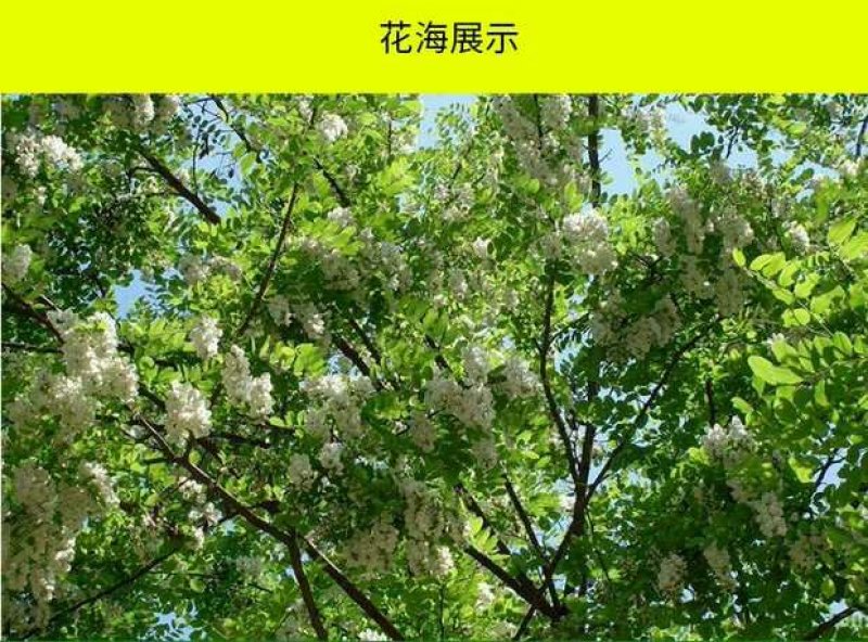 刺槐树种子