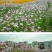 波斯菊种子