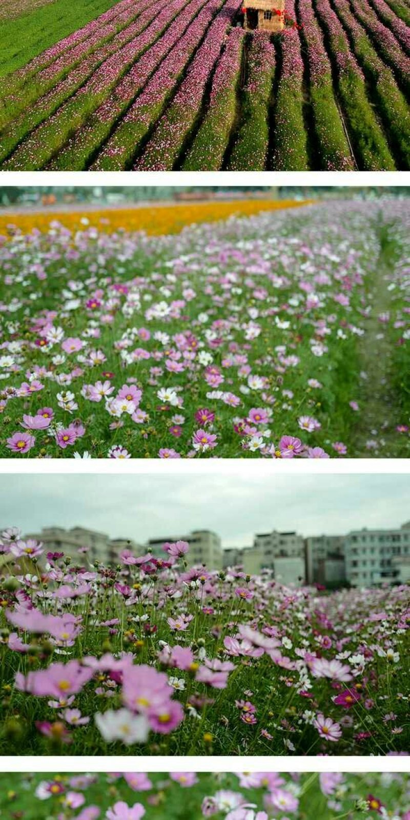 波斯菊种子