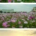 波斯菊种子