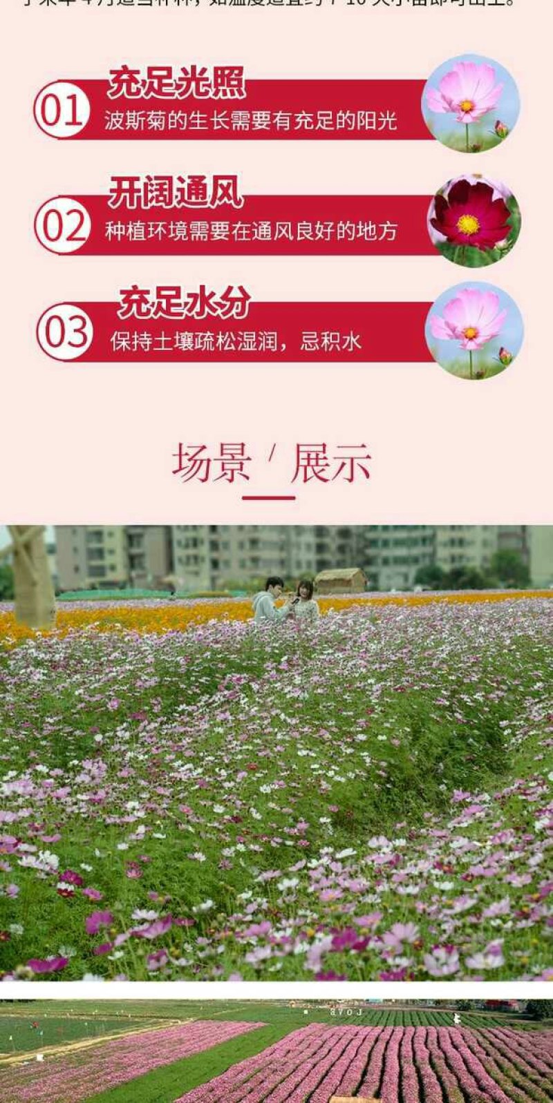 波斯菊种子