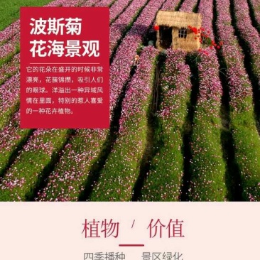 波斯菊种子