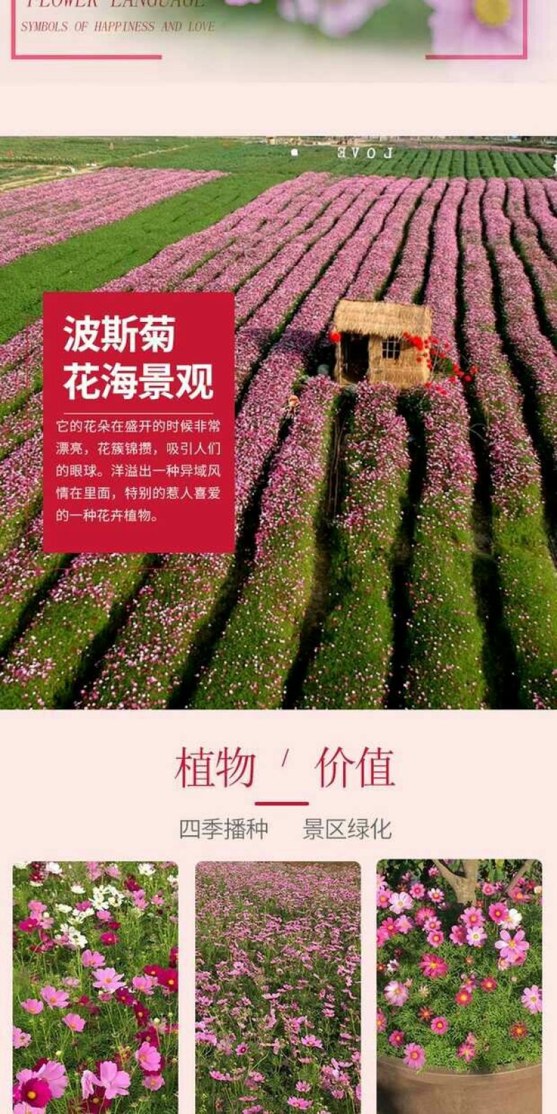 波斯菊种子