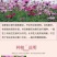 波斯菊种子