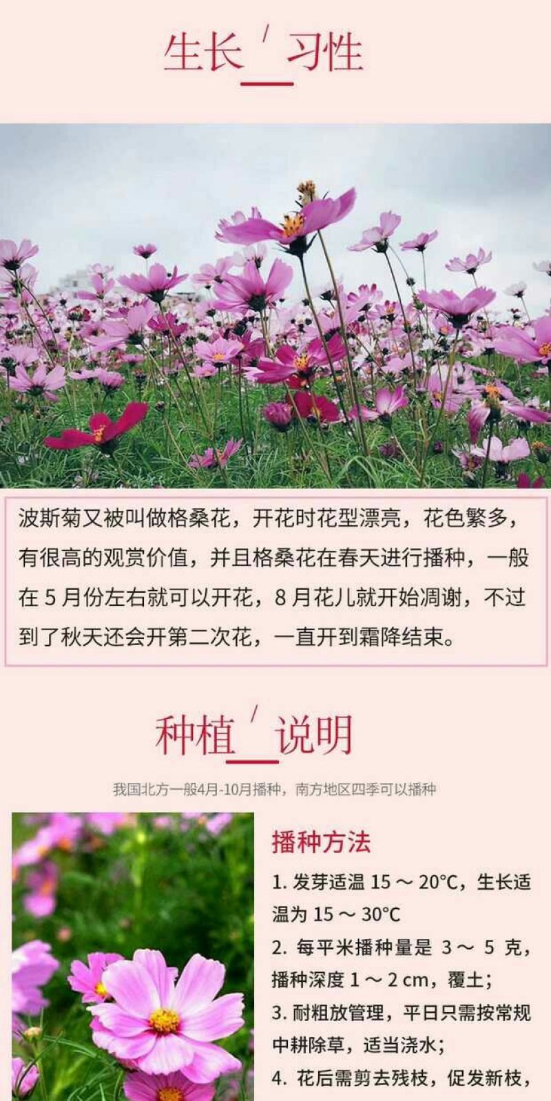 波斯菊种子