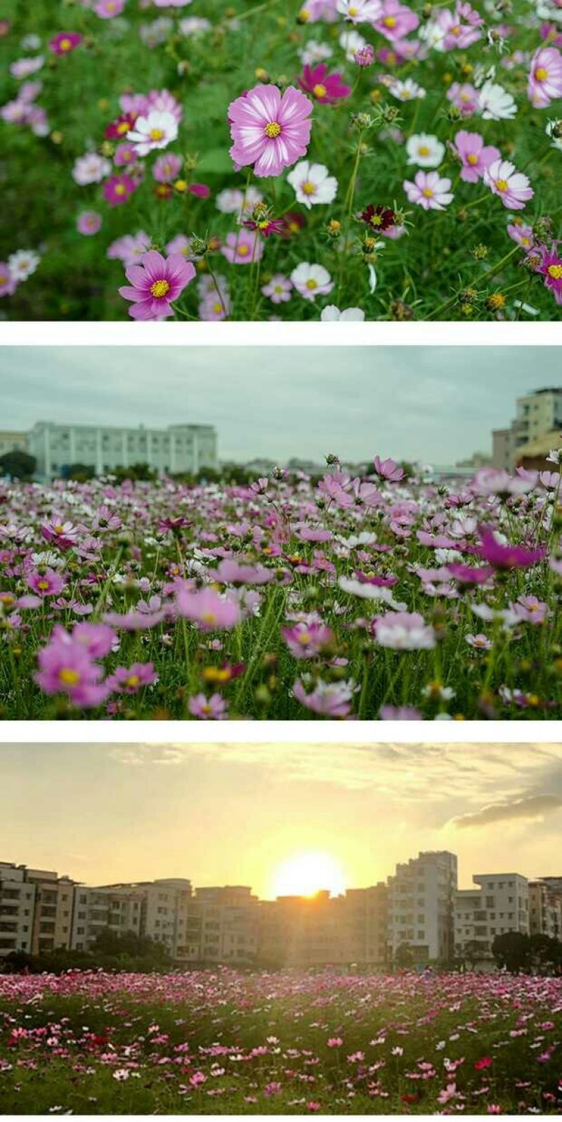 波斯菊种子