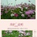 波斯菊种子