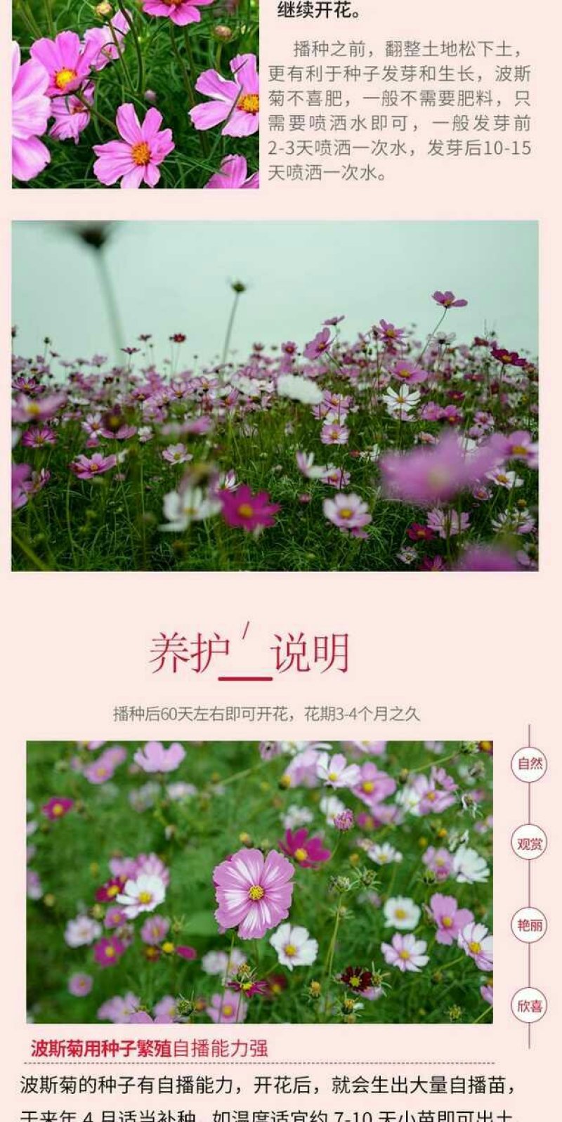 波斯菊种子