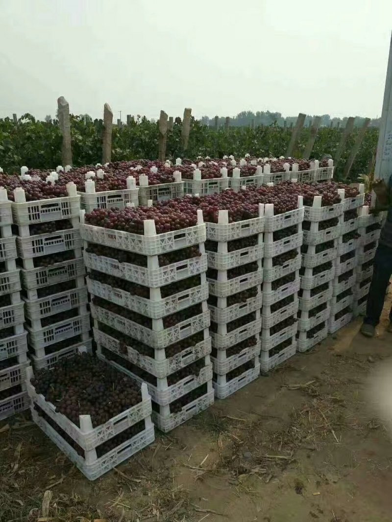 葡萄筐葡萄托盘塑料果盘，塑料水果盒等各种水果都有