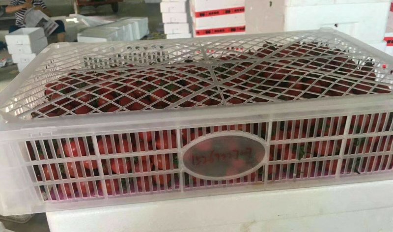 葡萄筐葡萄托盘塑料果盘，塑料水果盒等各种水果都有