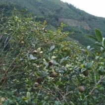 山茶油果