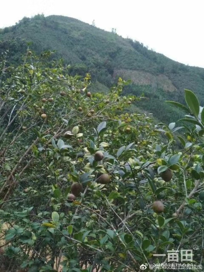 山茶油果