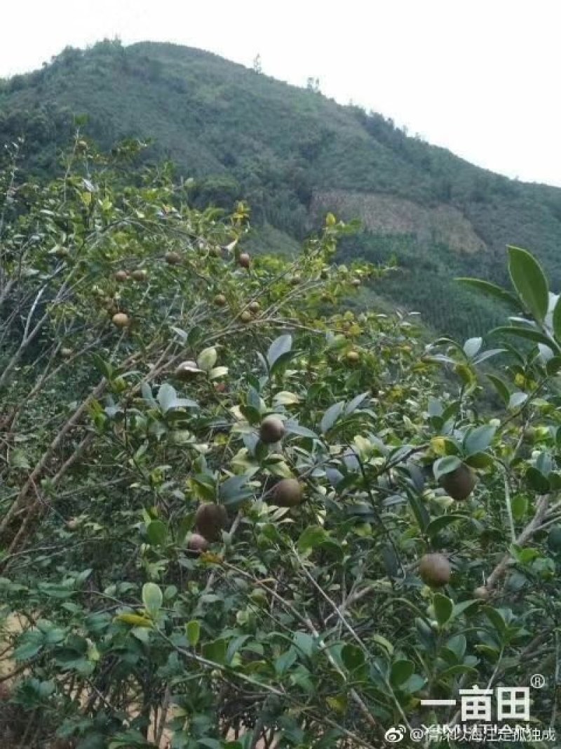 山茶油果