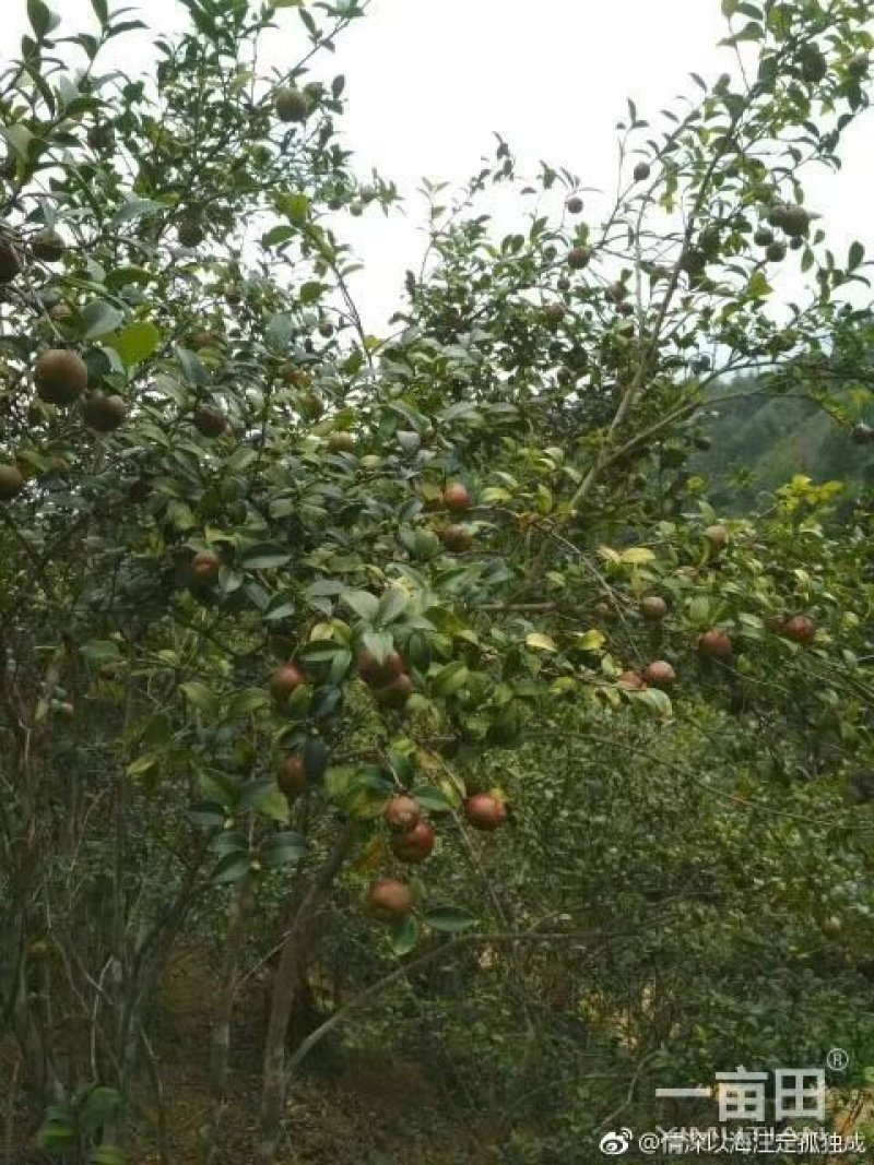 山茶油果