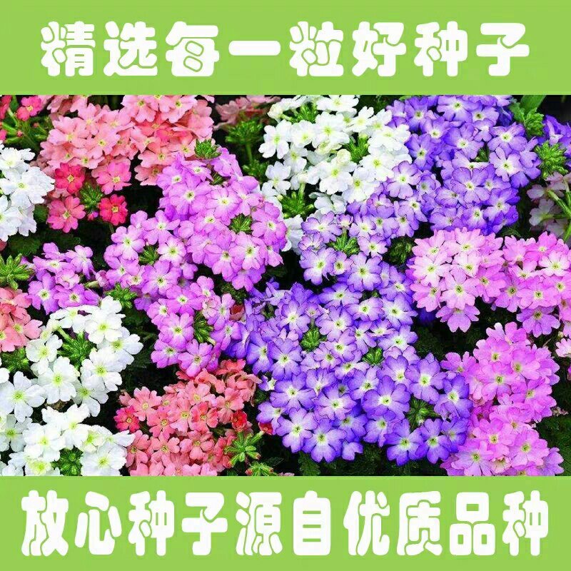 美女樱花种子易活花草植物四季室内开花不断卉