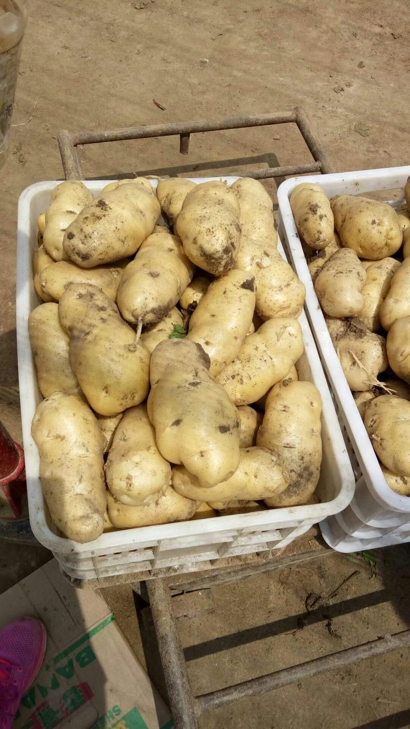 陆地土豆大量上市（荷兰十五土豆3两以上)黄心土豆货源充