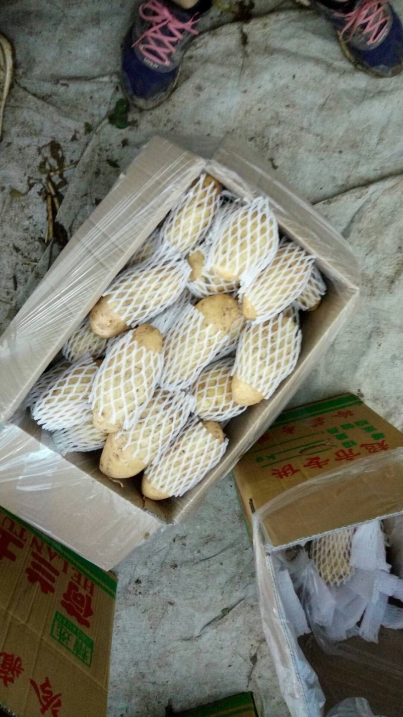 陆地土豆大量上市（荷兰十五土豆3两以上)黄心土豆货源充