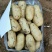 陆地土豆大量上市（荷兰十五土豆3两以上)黄心土豆货源充
