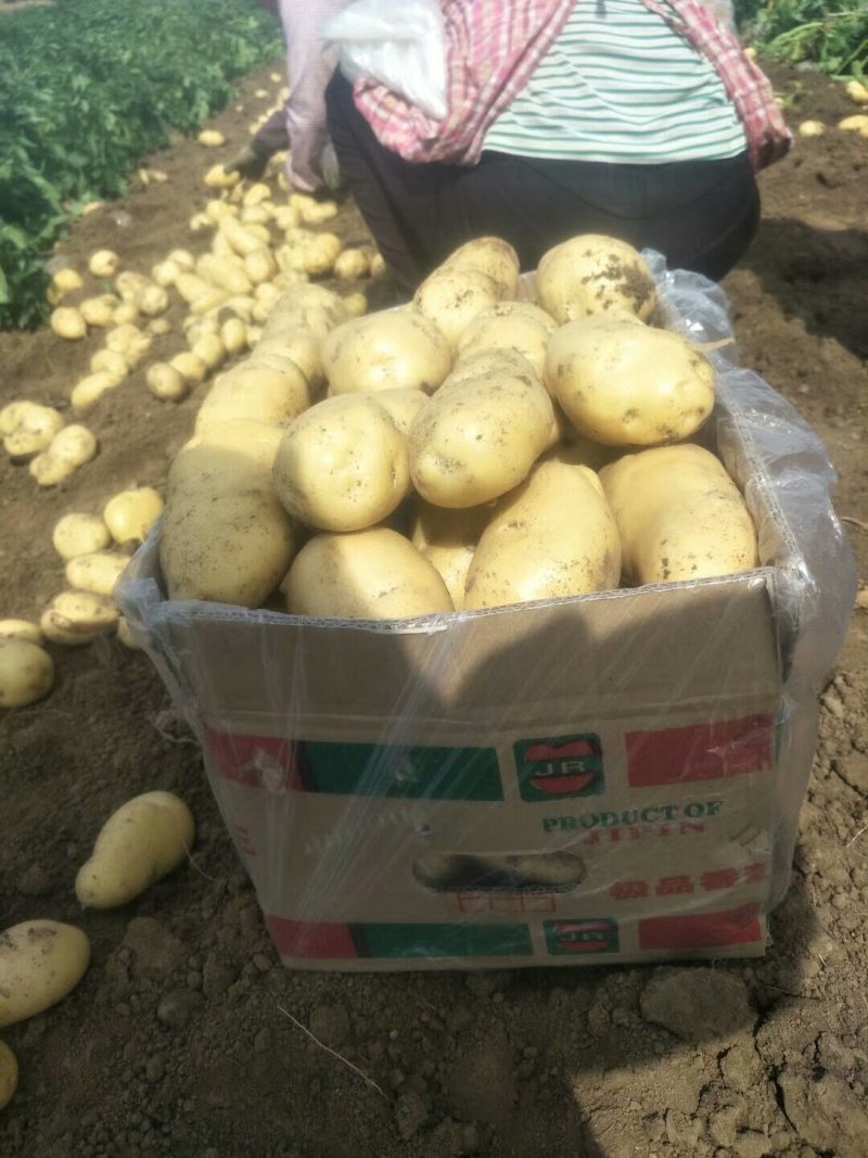 陆地土豆大量上市（荷兰十五土豆3两以上)黄心土豆货源充