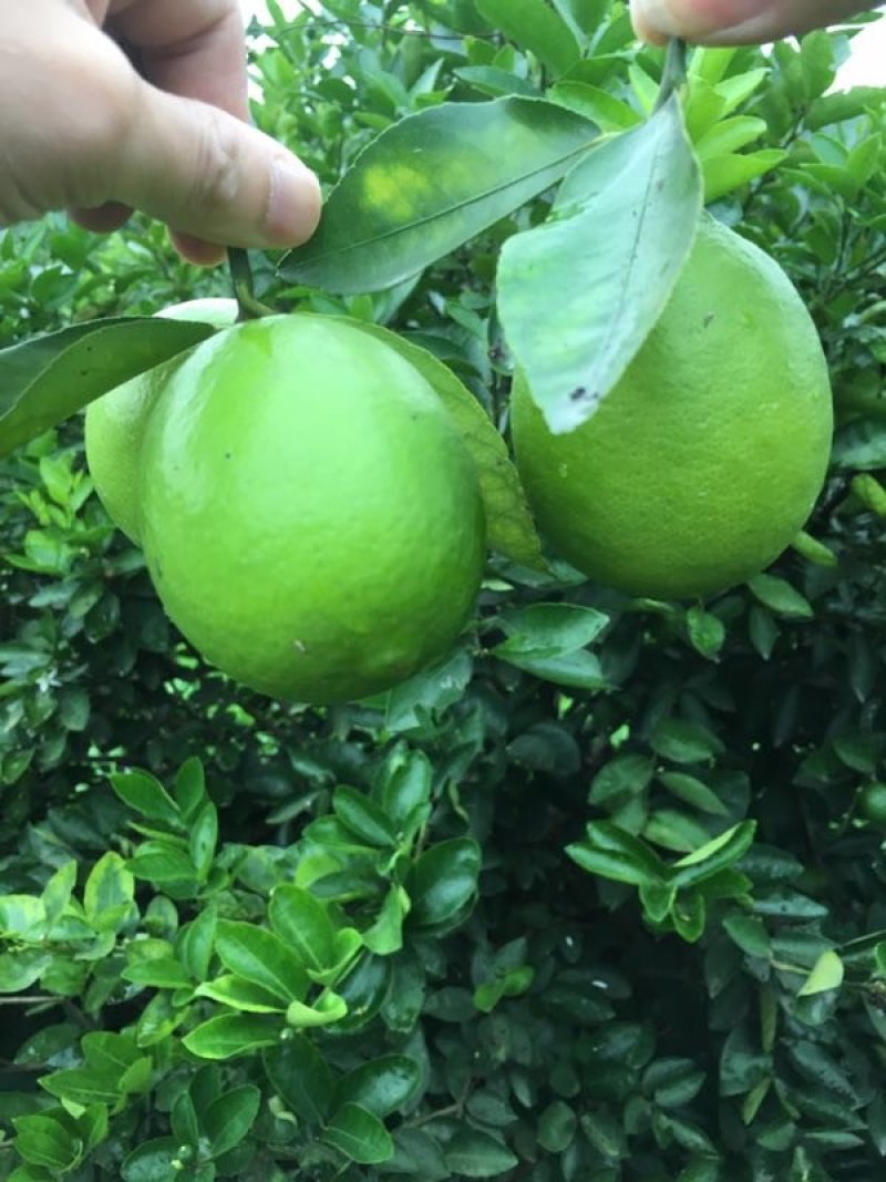 自产青柠檬200顿