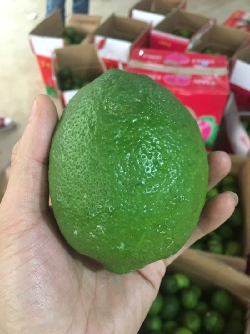 自产青柠檬200顿