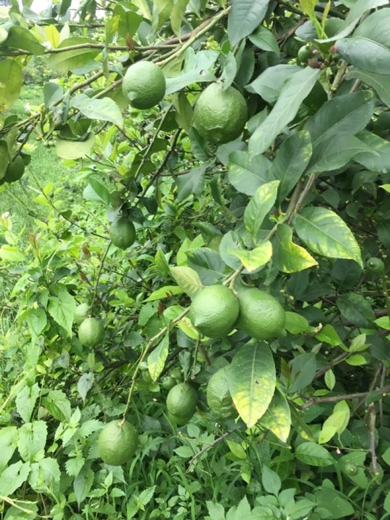 自产青柠檬200顿