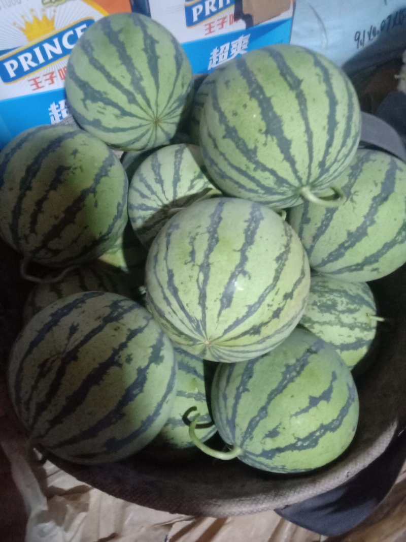 东台优质头茬8424.美都，特小凤，四k，即将上市欢迎订