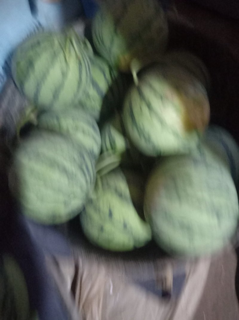 东台优质头茬8424.美都，特小凤，四k，即将上市欢迎订