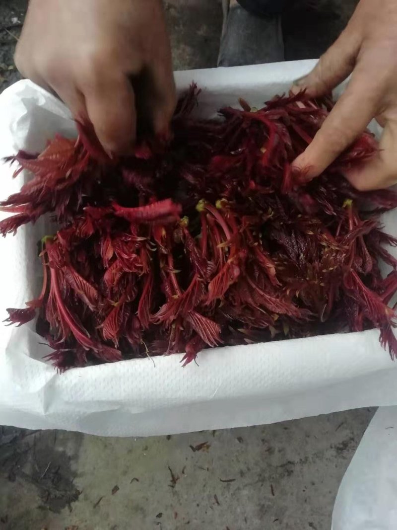 四川香椿芽大竹县红香椿芽本地一手货源包装运输一龙服务