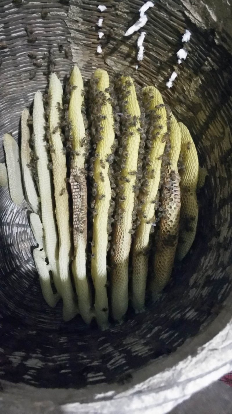 正宗农家土蜂蜜