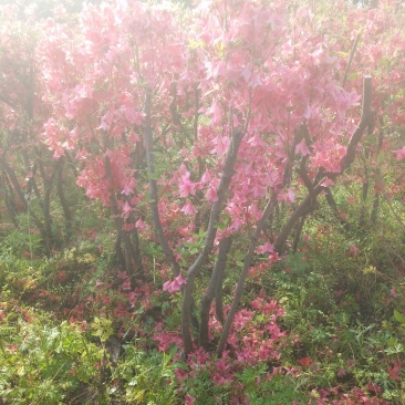 杜娟（映山红），丛生杜娟