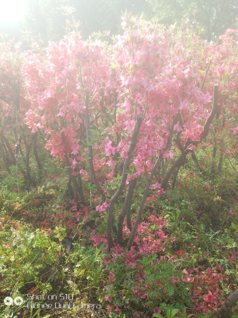 杜娟（映山红），丛生杜娟